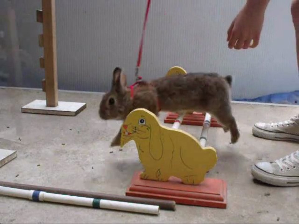 1er cour de kaninhop avec cookies