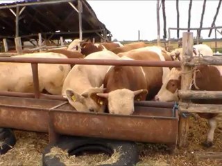 kasaplık hayvan fiyatları hazer emlak