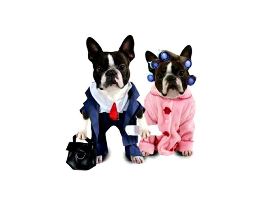 Dogs Dog Supplies