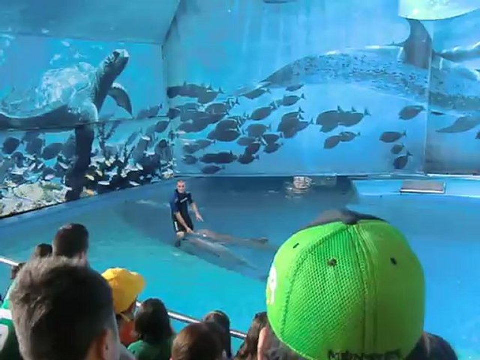 spectacle de dauphins Zoo de Barcelone