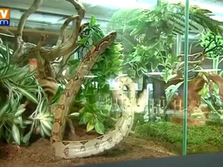 Un boa en cavale à Bourg-en-Bresse