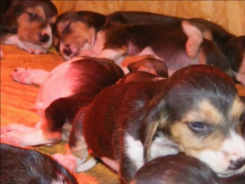 Basset artésien normand