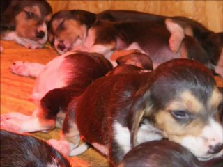 Basset artésien normand