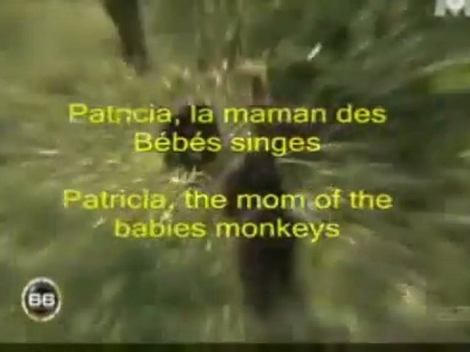 Patricia, la maman des chimpanzés