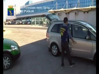 TG 02.08.12 Nuovo sequestro di tartarughe di terra: denunciato un uomo di Casamassima