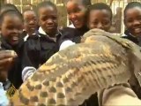 Owls to tackle rodents in South Africa