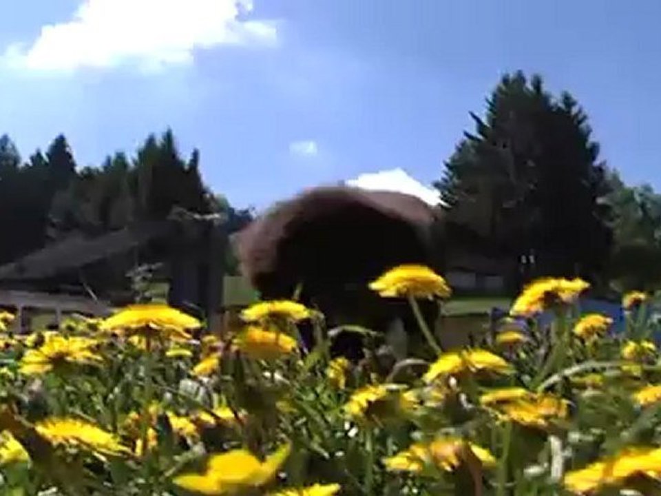 cane senza  guinzaglio multa da 3mila euro