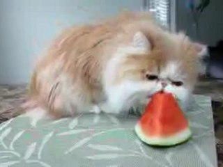 2012런던올림픽, 또 사고가 났다. 온라인카지노●▶www.vip451.com◀●● 이번에는 수구 여자경기 도중 노출사고가 발생해 논란이 되고