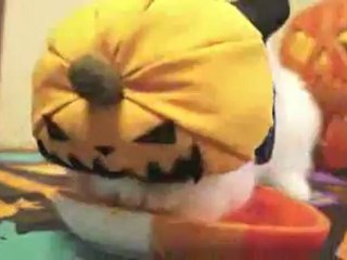 신기루 된 친이 … 온라인카지노●▶www.vip451.com◀●●경선서 존재감 ‘실종