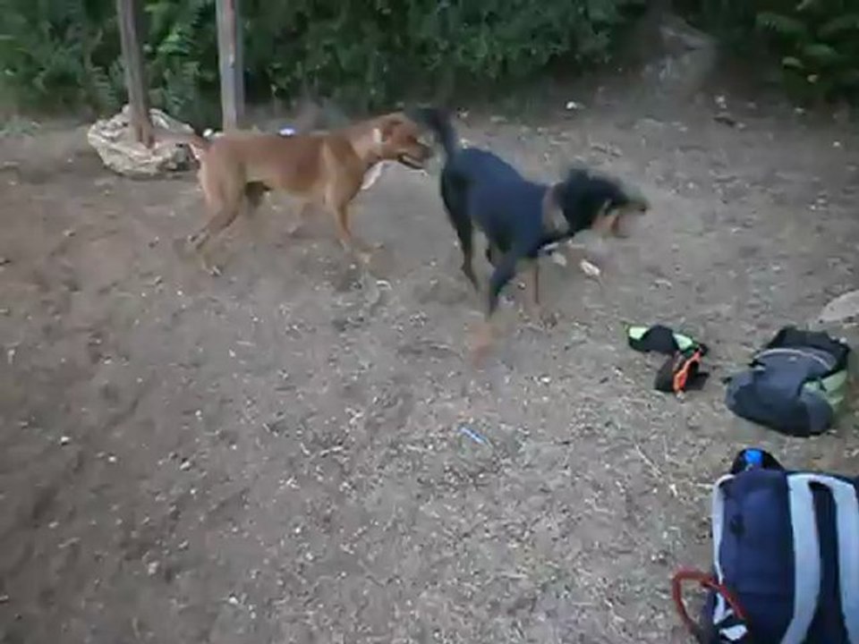 Redden, Chiens et Pétanque Parc 7 Colline 08/12 n° 1