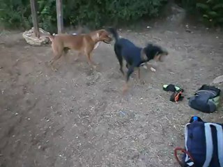 Redden, Chiens et Pétanque Parc 7 Colline 08/12 n° 1