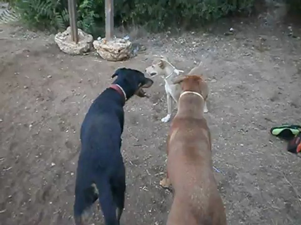 Redden, Chiens et Pétanque Parc 7 Colline 08/12 n° 2