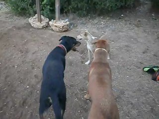 Redden, Chiens et Pétanque Parc 7 Colline 08/12 n° 2