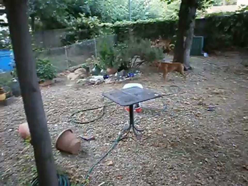 Redden, Chiens et Pétanque Parc 7 Colline 08/12 n° 4