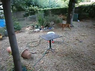 Redden, Chiens et Pétanque Parc 7 Colline 08/12 n° 4