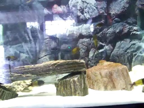 tropheus ikola yavru tankım.