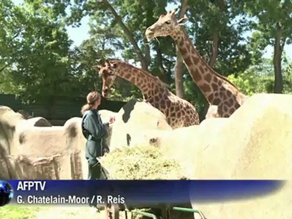 Unerschütterlich: Giraffen halten die Stellung