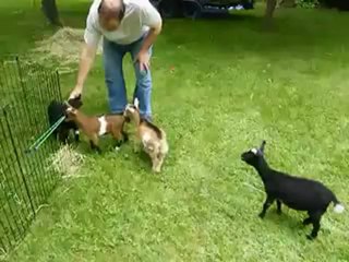 Afacan zıplayan keçi arkadaşını tekmeliyor :)