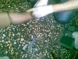 Syria فري برس حماة المحتلة اصابة الاطفال وهم يلعبون   02 08 2012 Hama