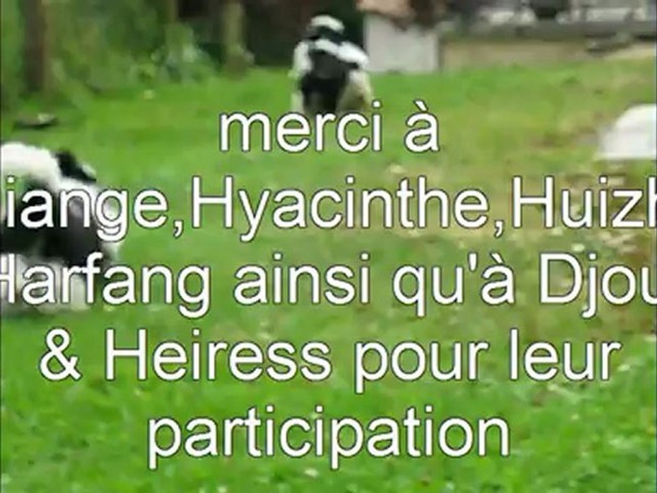 RIVAGE DES NACRES SHIH TZU 08-2012