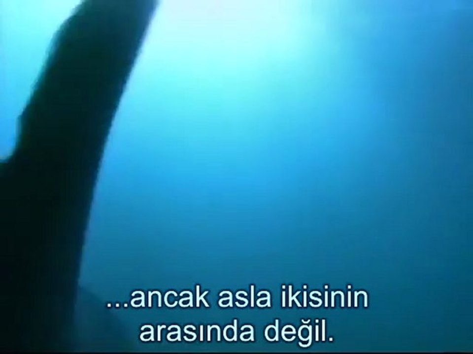 Büyük Beyaz Köpek Balığı 2