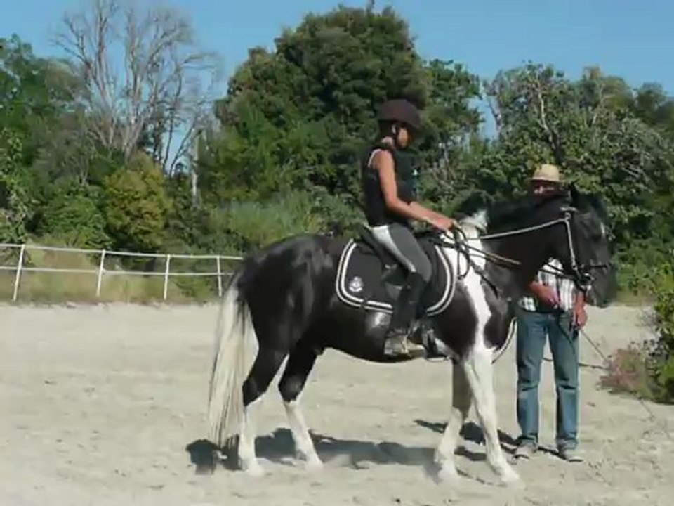 Dressage chevaux