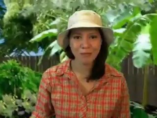 Bird Spa Pedestal for Gray Spa Review