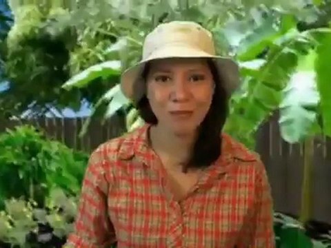 Bird Spa Pedestal for Gray Spa Review