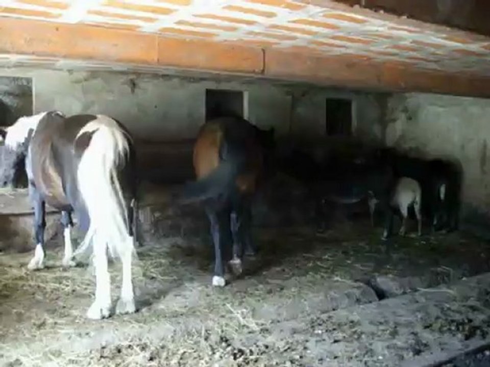 equides4.8.2012 006