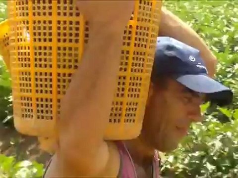 PATLICAN TARLASI (NİYAZİ-İZZET-NURETTİN)