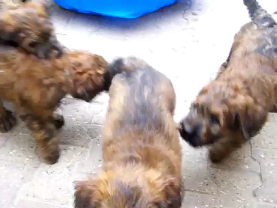 Chiots du Chant des Floralins août 2012