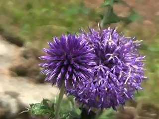 Saint Pierre d'Entremont