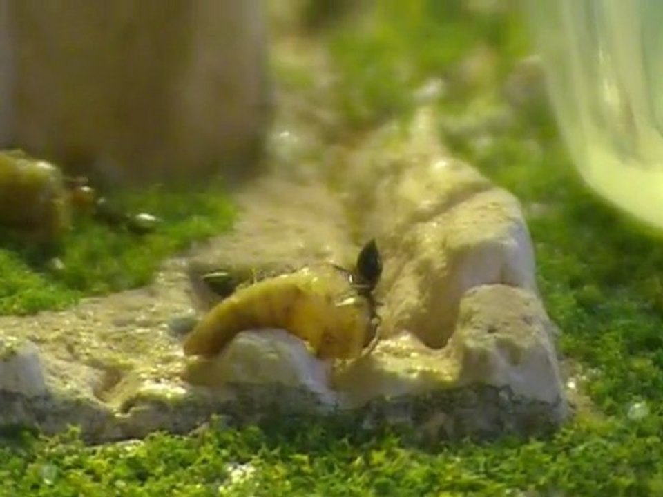 Crematogaster scutellaris (04/08/12)