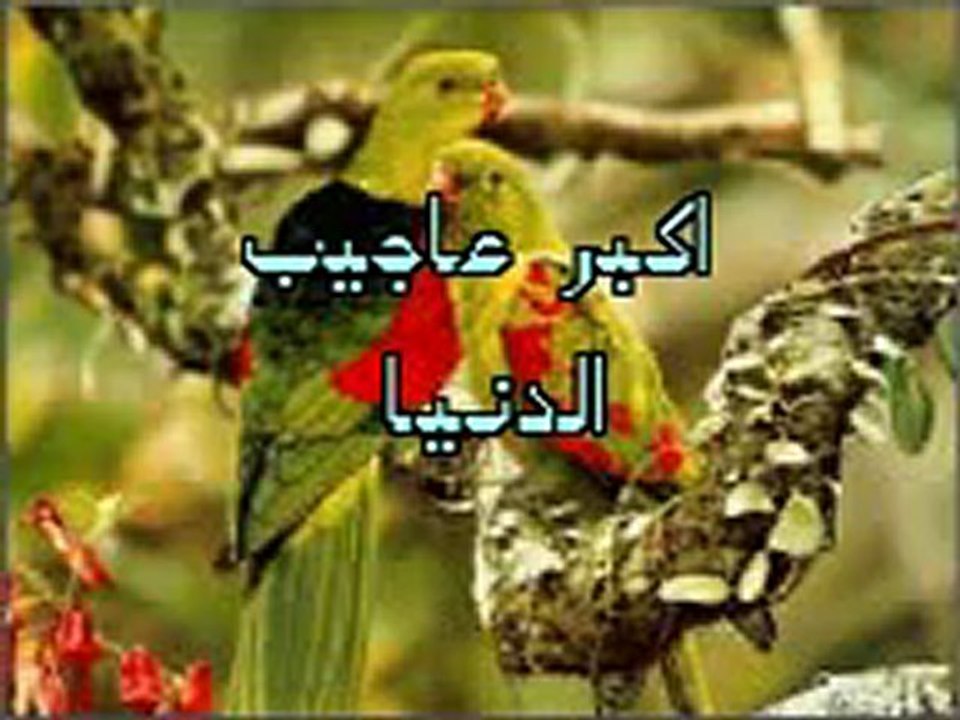 www.islamicwazaifa.info-Mojzat_21