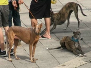 1º Desfile canino Villa de Candás organizado por Can dichosu