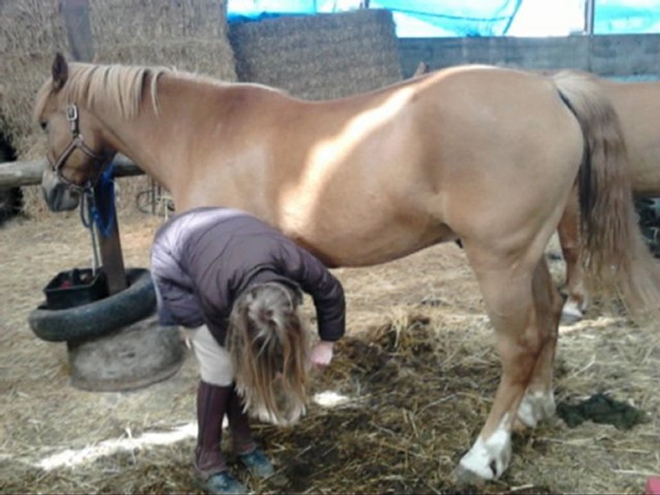 Moi et les chevaux :)