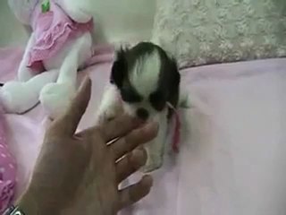 SHIH TZU TOY