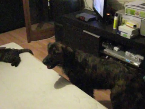 Bémol 3 mois avec Fiesta, Isis et compagnie