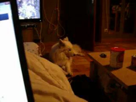 mon samoyède avec un chat (suite)