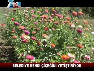 Zile belediyesi kendi çiçeğini yetiştiriyor.
