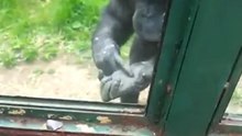 A chimpanzee surprises zoo visitors asking to free him