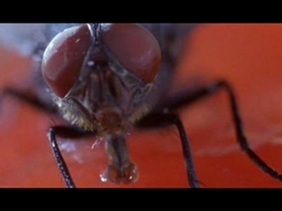 The Acid House (1998) online free full movie part 1/11