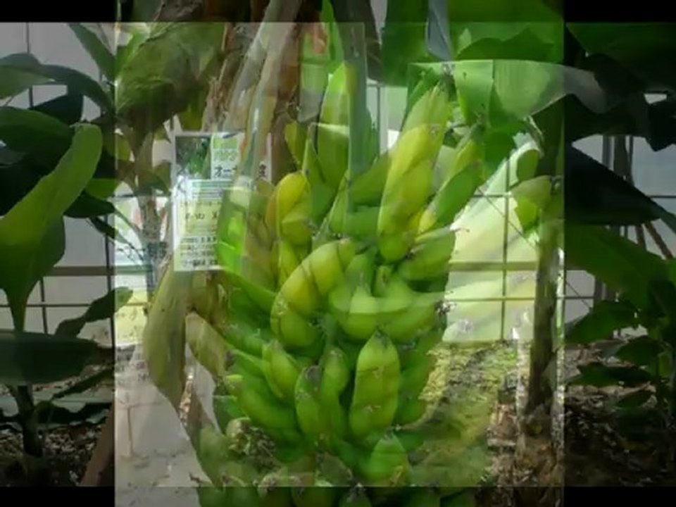 banana