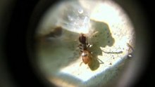 2 ants vs the sugar cube