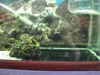 Demasoni Yavrucuklarım.