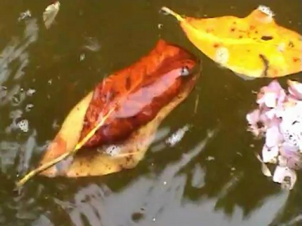 Elektromatisme  - The Road To Rome