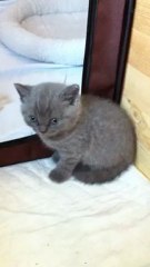 Chatons Galya 2012 - Hermès