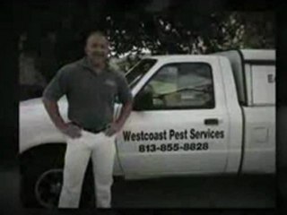 Green Pest Control Tampa |   888-384-8095