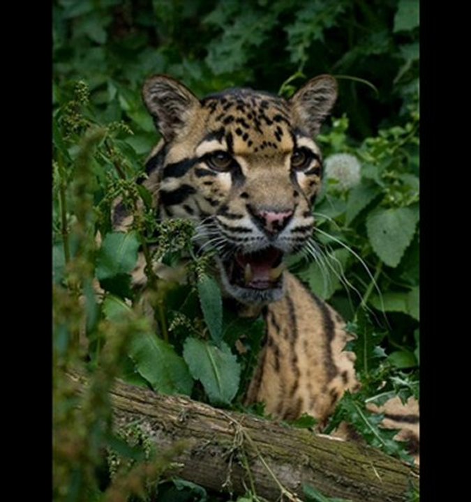 Sony BRAVIA KDL32EX340 Best Sale Black Friday