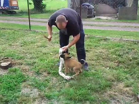 chiots Baron X Elyne 8 semaines 1